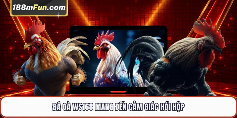 Đá gà WS168 mang đến cảm giác hồi hộp